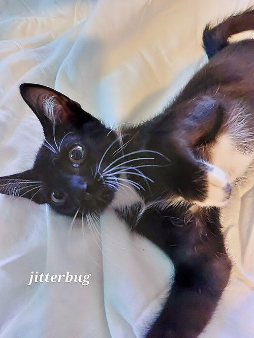 Jitterbug