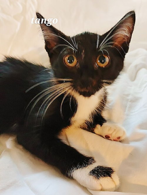 Tango