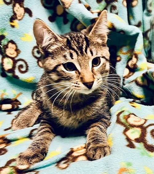 Eli