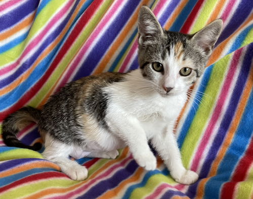 Kiki