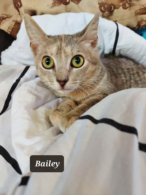 Bailey