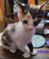 Zena