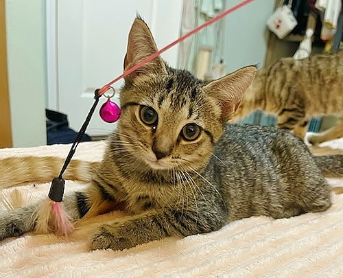 Adopt Sandy the Quiet Cuddler from cats-can inc in Oviedo Fl! Adopt Sandy the Quiet Cuddler from cats-can inc in Oviedo Fl!