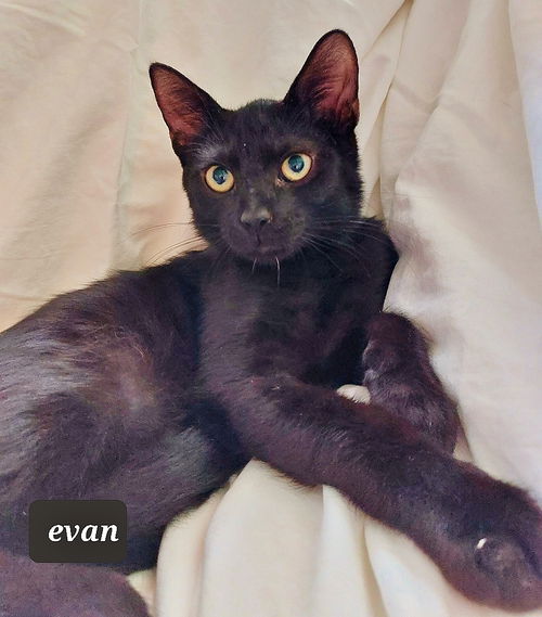 Evan