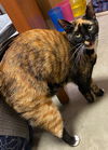 adoptable Cat in Orlando, FL named Can Can the Beautiful Torti