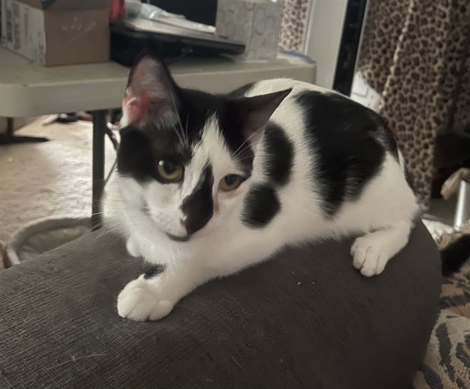 adoptable Cat in Oviedo, FL named Cait