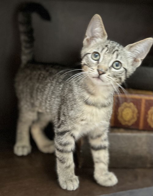 Lentil