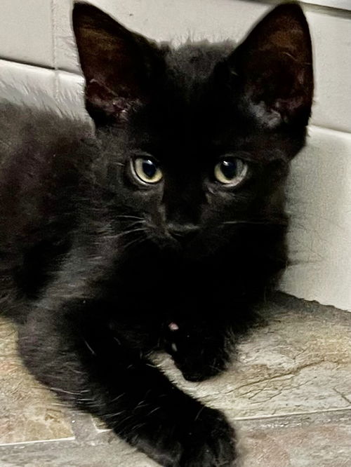 Elvis