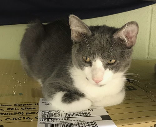 Dusty the Gray and White Sweetie