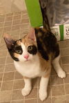 Lola