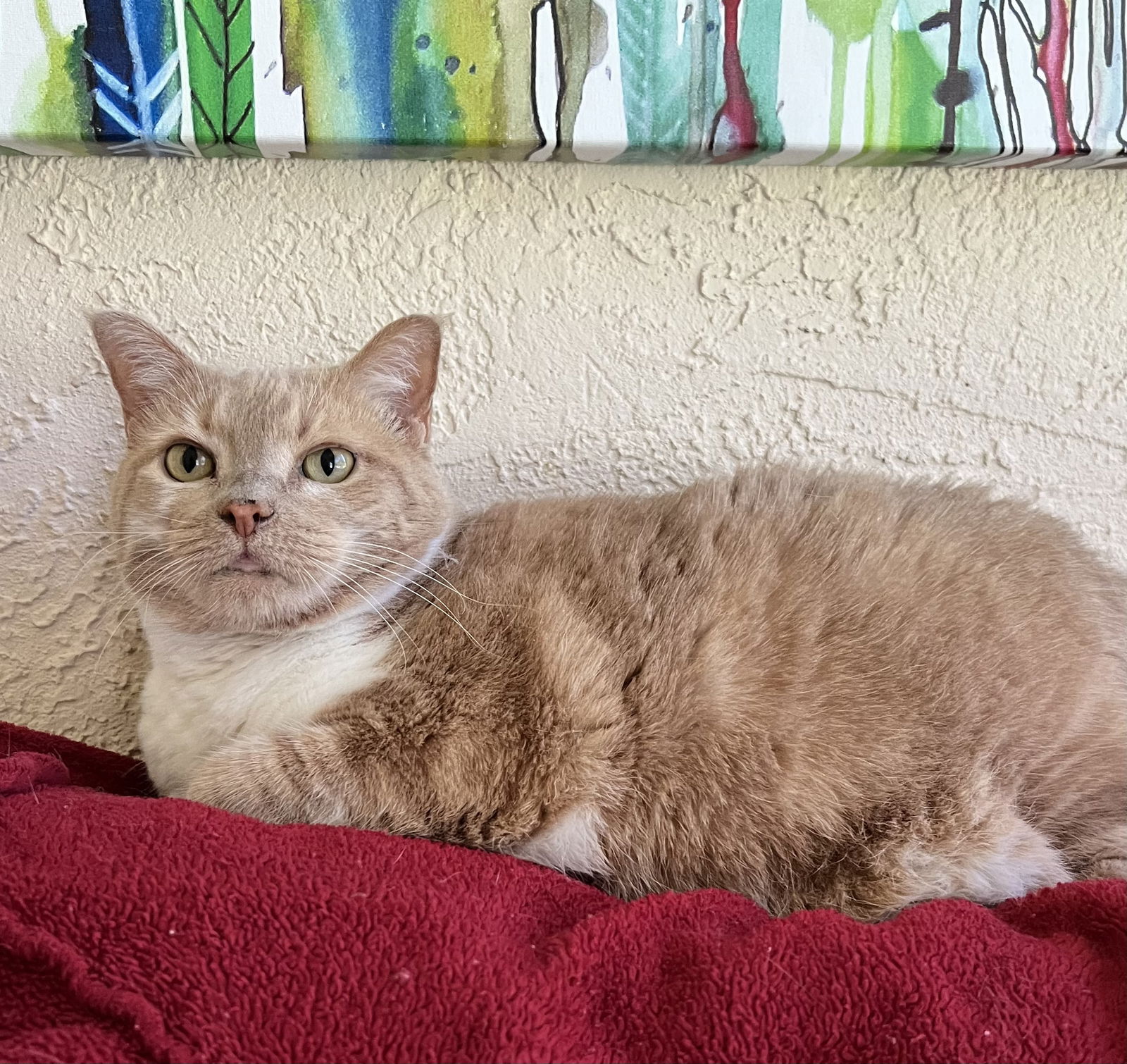 adopt-peaches-from-cats-can-inc-in-oviedo-fl