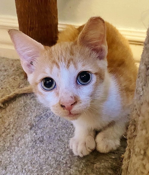 Sherbert