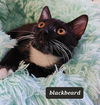 Black Beard