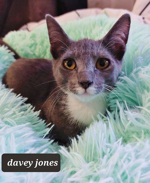 Davey Jones
