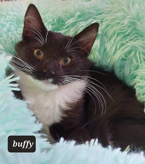 Buffy
