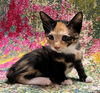 Phlox the Manx