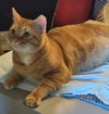 Tigger