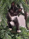 Samson