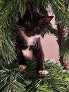 Samson