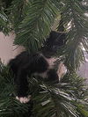 Samson