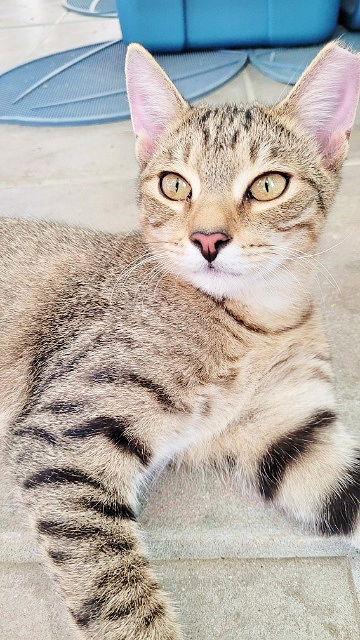 Korben