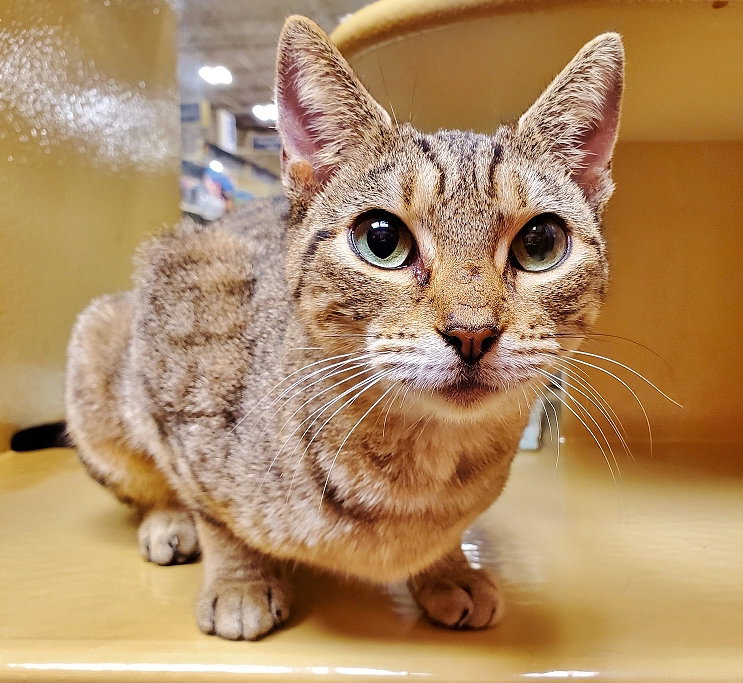 Cats for Adoption in Cocoa West, Florida Alpha Paw
