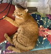 Cheddar the Big Guy