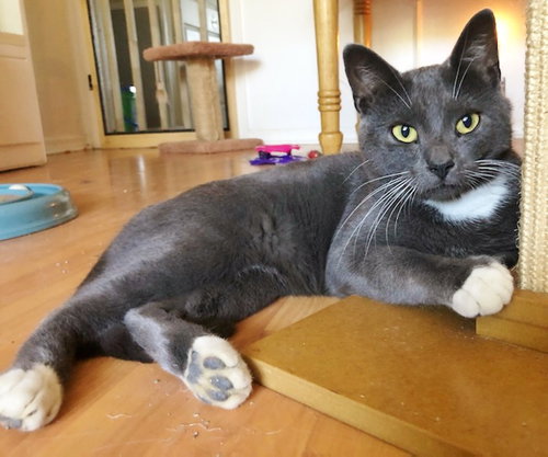 Socks the Handsome Gray Boy