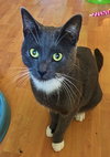 Socks the Handsome Gray Boy