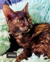 Missy