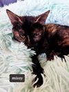 Missy