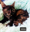 Missy