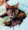 Missy