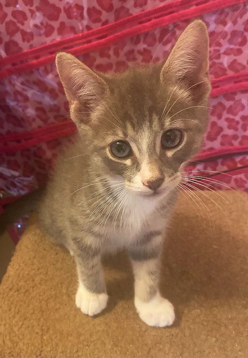 Nova