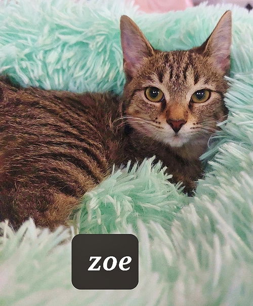 Zoe the Sweetheart