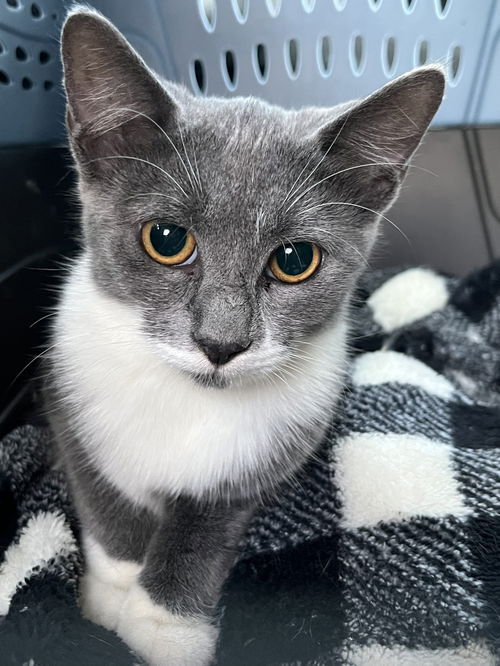Marcy