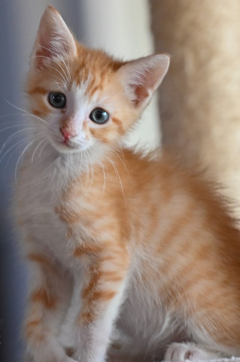 Adopt Butterscotch from catscan inc in Oviedo Fl!