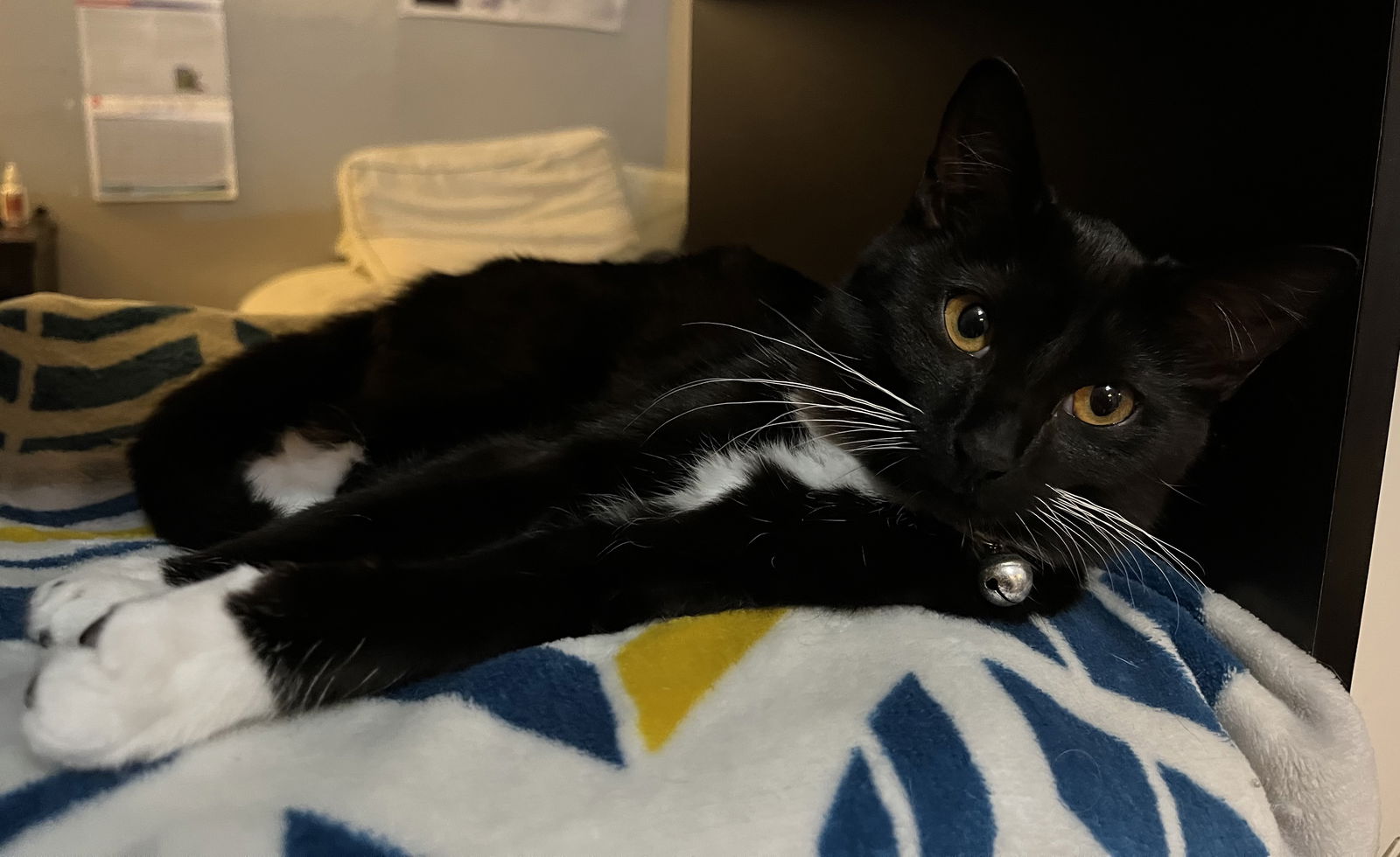 Adopt Noir The Tuxie Girl From Cats-can Inc In Oviedo Fl!