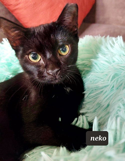 Neko