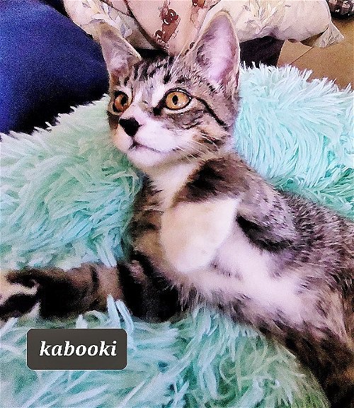 Kabooki