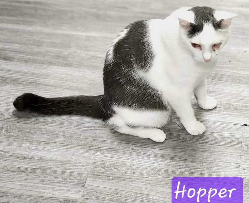 adoptable Cat in Orlando, FL named Hopper