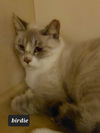 Birdie the Lynx Point Siamese/Snowshoe