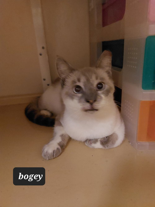 Bogey the Handsome Chocolate Point Siamese