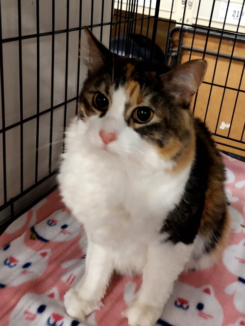 Lucy the Declawed Beauty