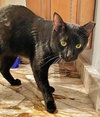 Boris