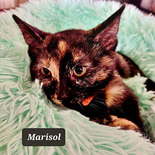 Marisol