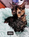 Riley the Sweet Tortie