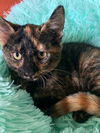 Freda