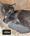 Chloe