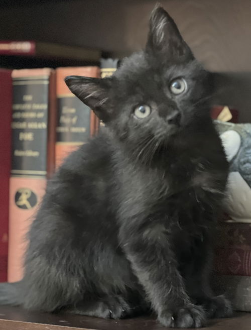 Newton
